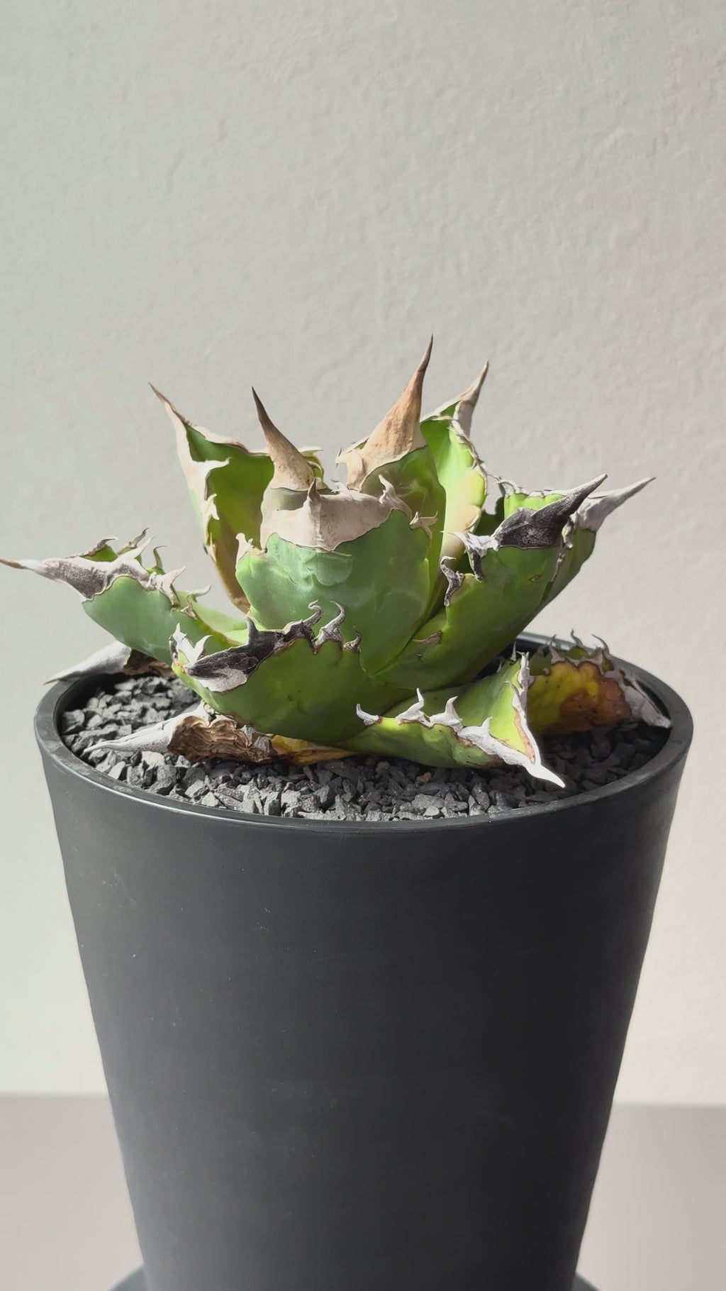 【Stano.Lab】<br>アガベ チタノタ<br> 'ホワイトファイヤー' GT-23