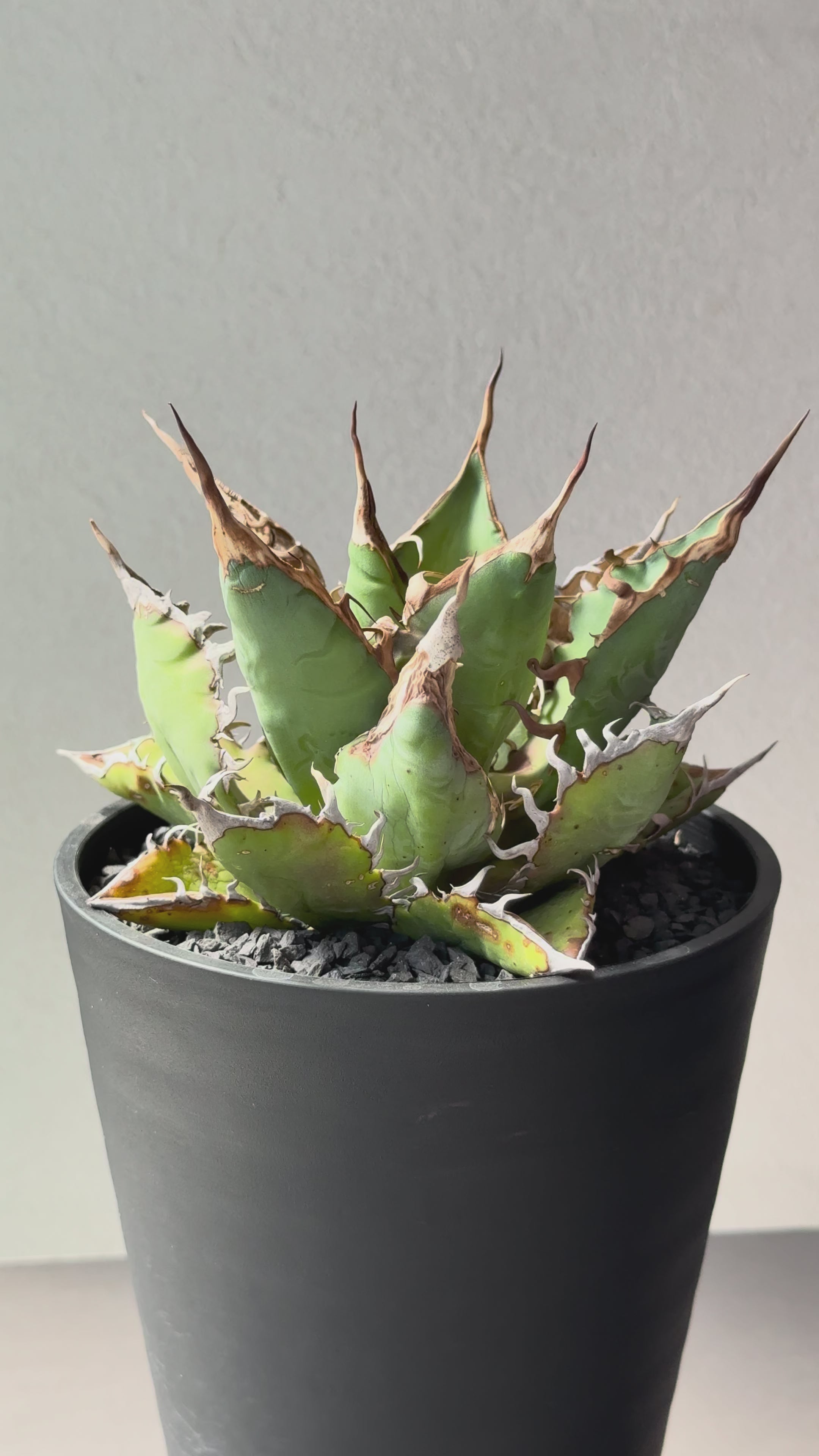 Stano.Lab】アガベ チタノタ 'チーター' – Caudexsan