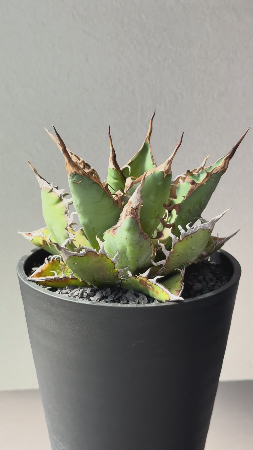 【Stano.Lab】<br>アガベ チタノタ<br> 'チーター'