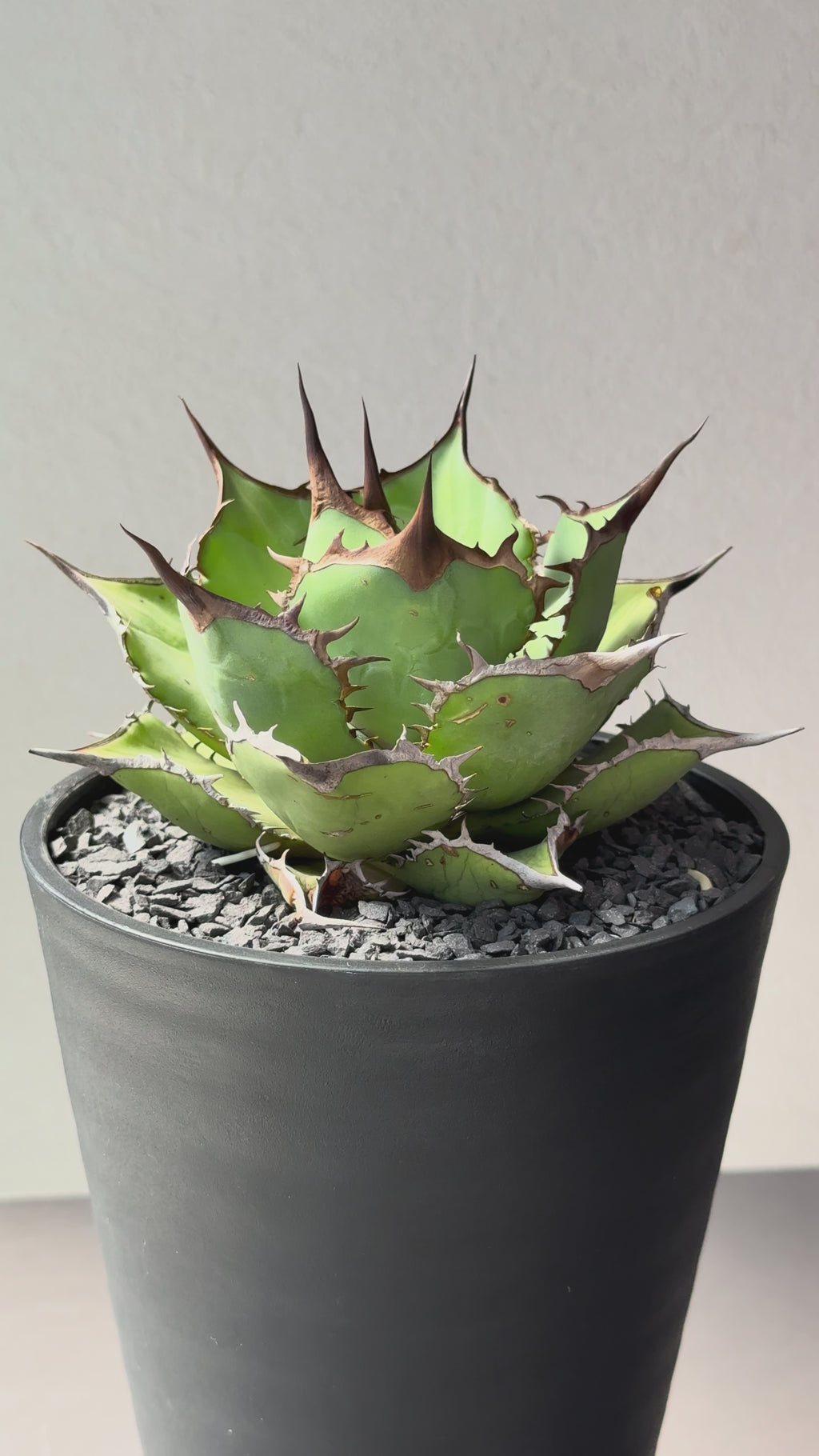 【Stano.Lab】<br>アガベ チタノタ<br> 'パンダ' GT-18