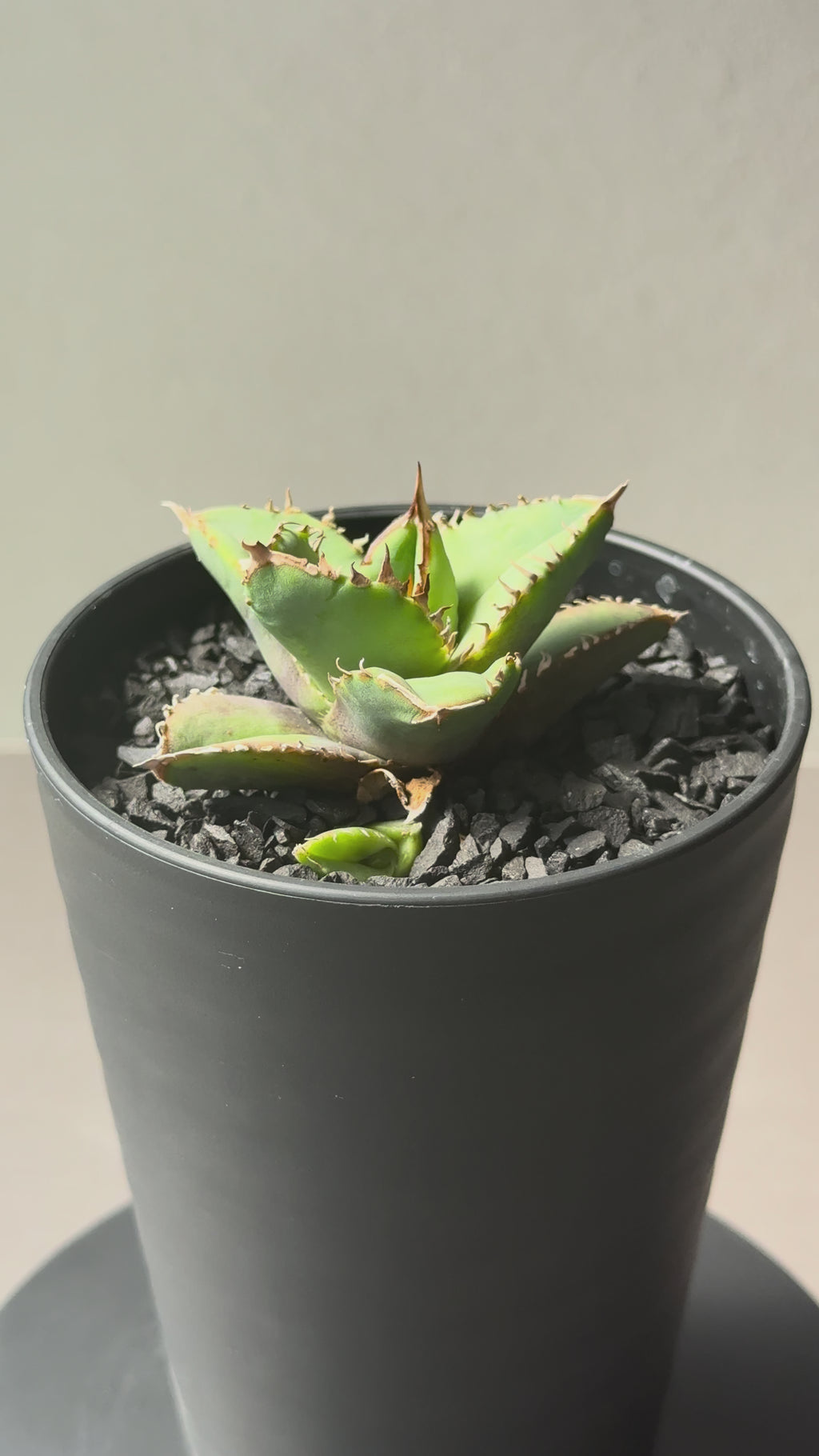 【Stano.Lab】<br>アガベ チタノタ<br> '龍瞳'