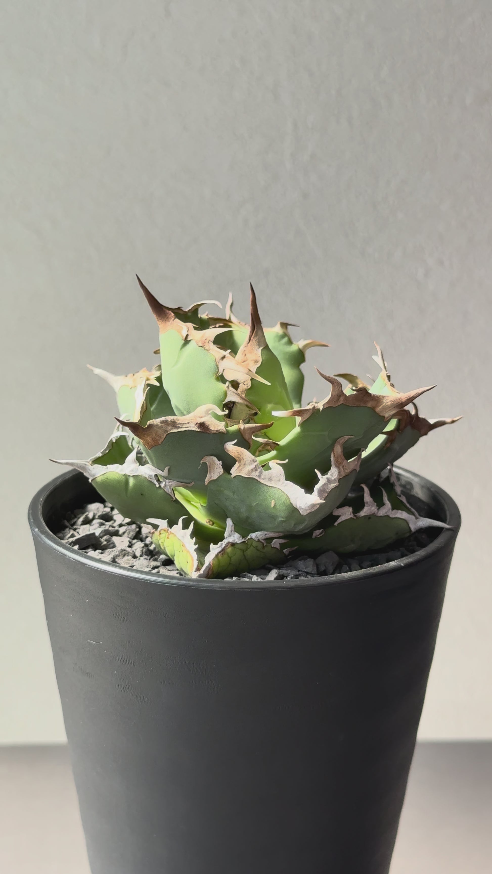 【Stano.Lab】<br>アガベ チタノタ<br> 'カニ' GT-7 初心者お薦め