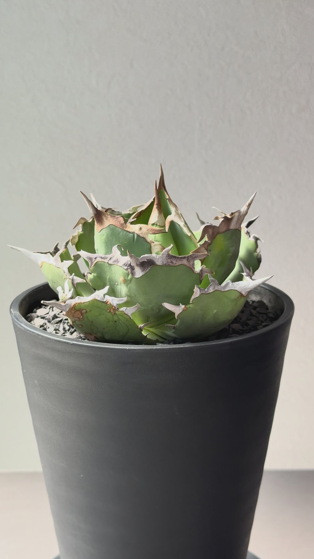 【Stano.Lab】<br>アガベ チタノタ<br> 'カニ' GT-8