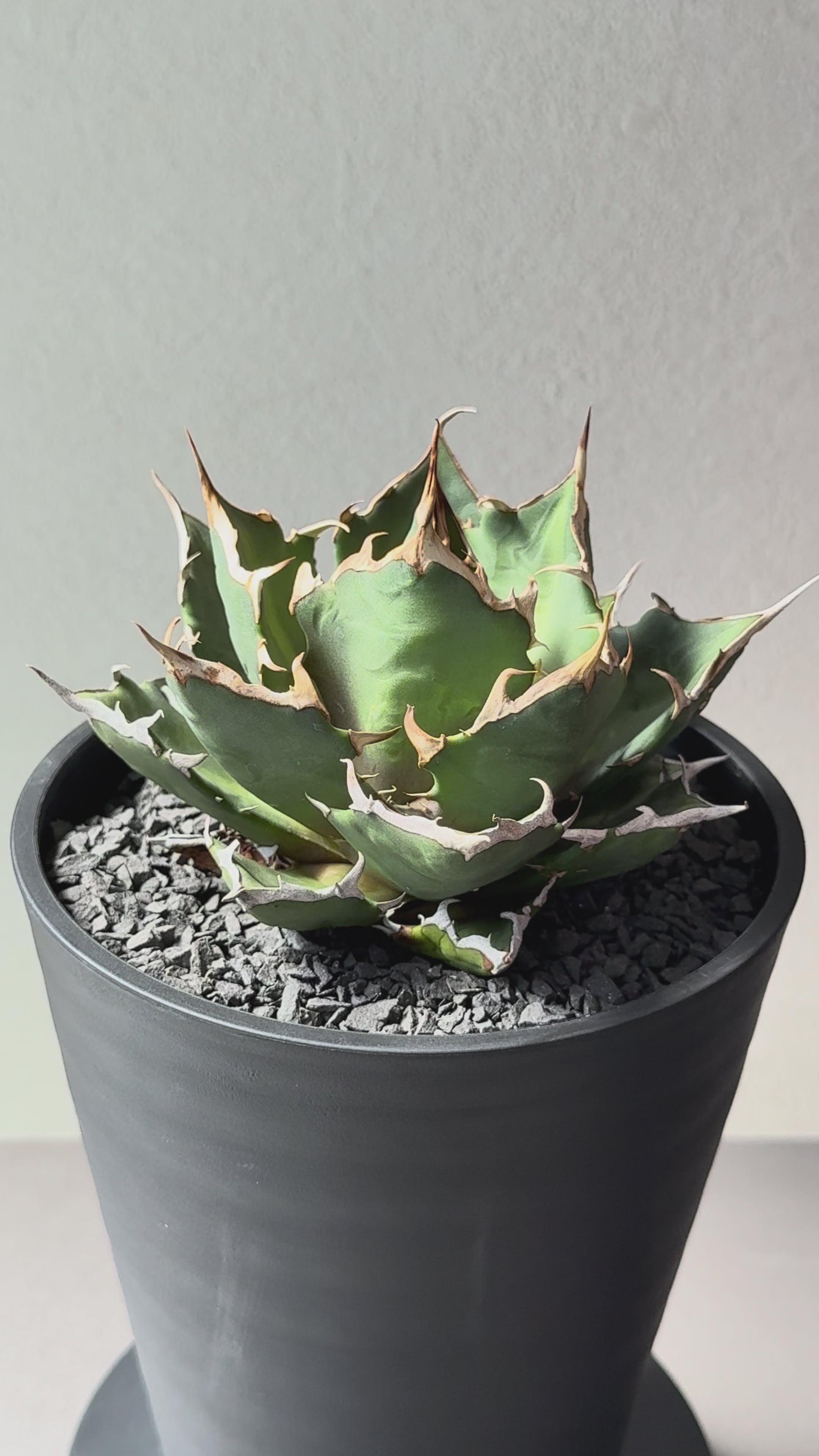 Stano.Lab】アガベ チタノタ 'クレージー' GT-10 – Caudexsan