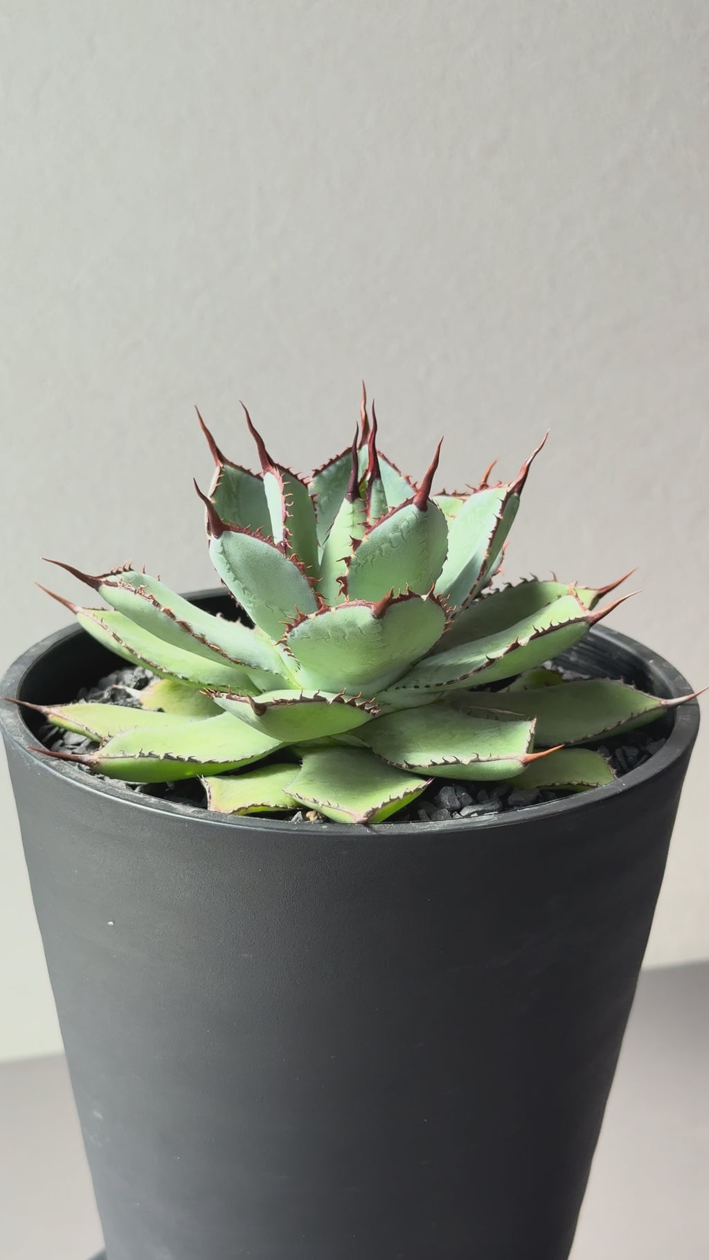 【Stano.Lab】<br>アガベ ハイブリッド<br> 吉祥冠 x 瀧雷 GL042