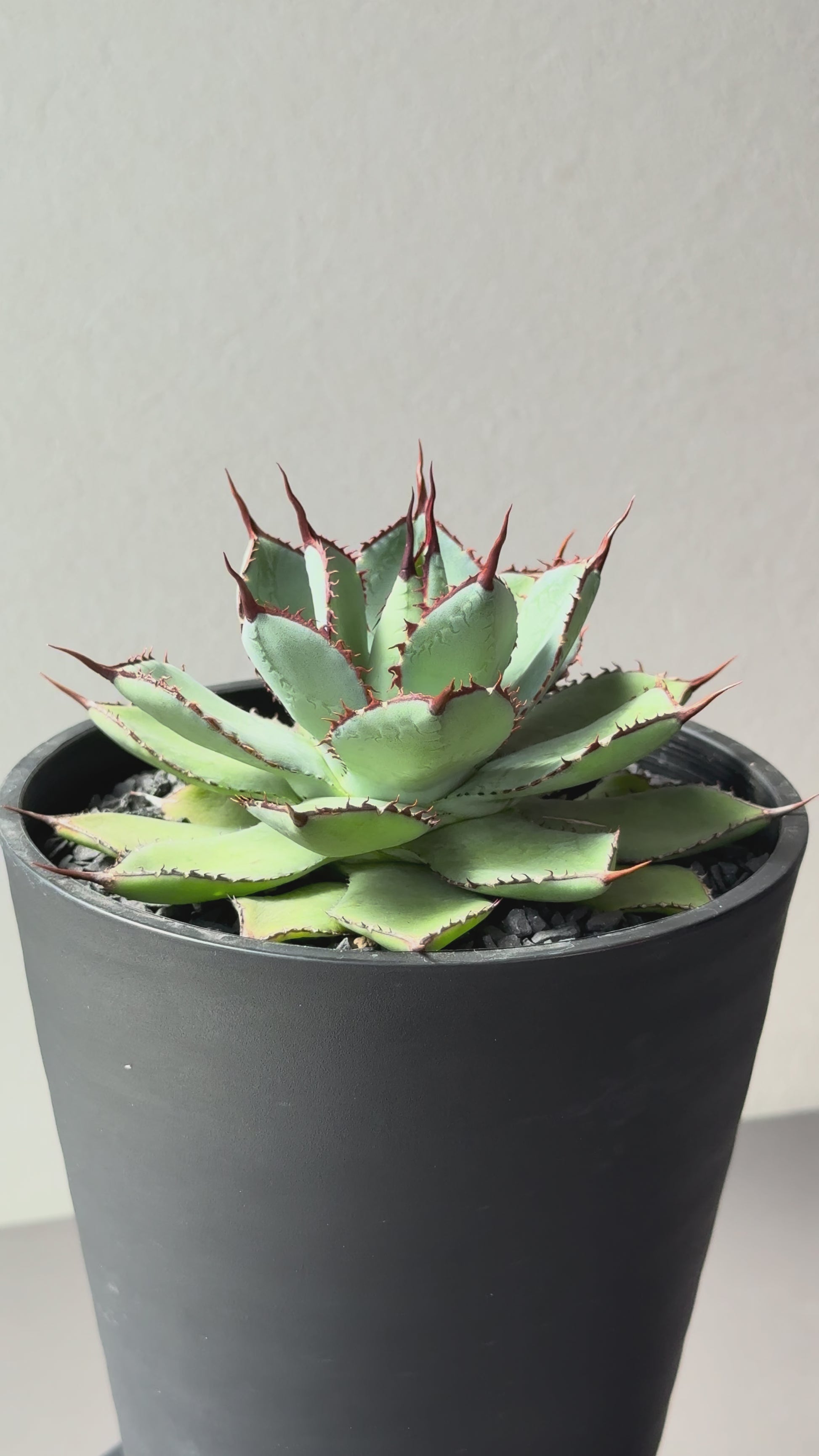 【Stano.Lab】<br>アガベ ハイブリッド<br> 吉祥冠 x 瀧雷 GL042