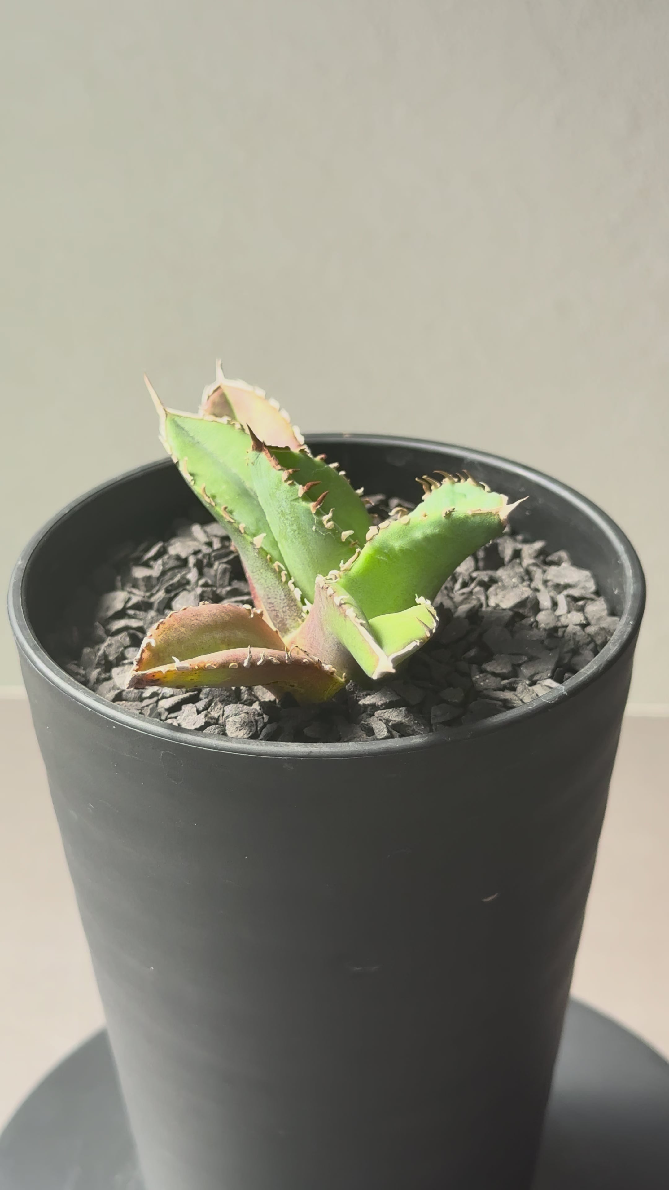 Stano.Lab】アガベ チタノタ 'クラウン' – Caudexsan