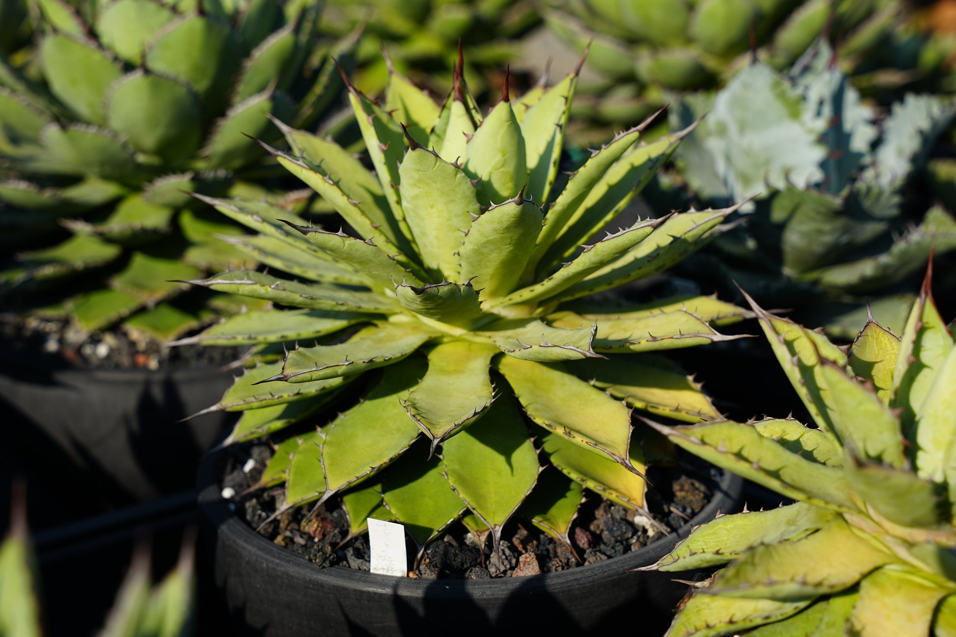 【Stano.Lab】<br>アガベ ハイブリッド<br> 吉祥冠 x 瀧雷 GL040